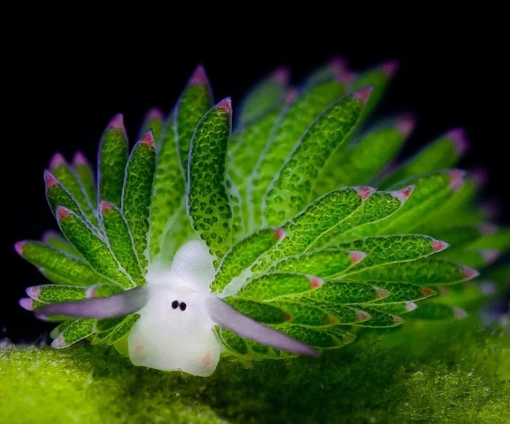 Пазл «Морская овечка» из 120 элементов | Собрать онлайн пазл №286057