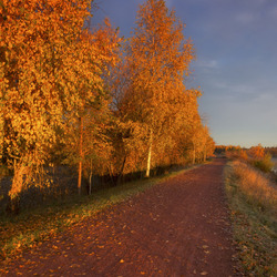 Пазл: Осенние деревья вдоль дороги