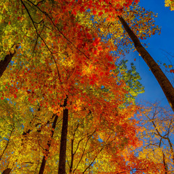 Пазл: Яркая осень