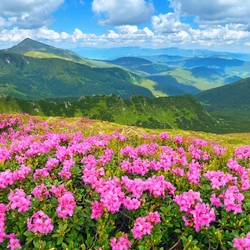 Пазл: Цветочная поляна