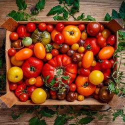 Пазл: Урожай помидорчиков