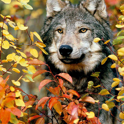 Пазл: В осеннем лесу