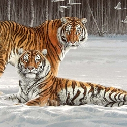 Пазл: Амурские тигры