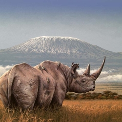 Пазл: Носорог