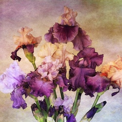 Пазл: Ирисы