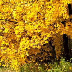 Пазл: Золотой клен