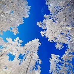 Пазл: Серебристые березы