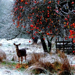 Пазл: Красные яблочки