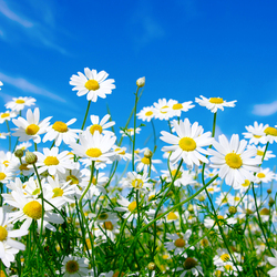 Пазл: Ромашки