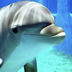 Пазл: Давай знакомиться ?