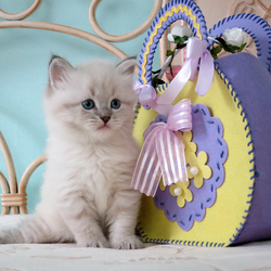 Пазл: Котенок