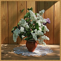 Пазл: Белая сирень