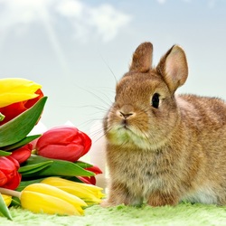 Пазл: Кролик