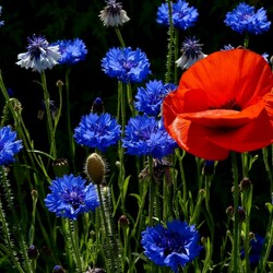 Пазл: Сочетание