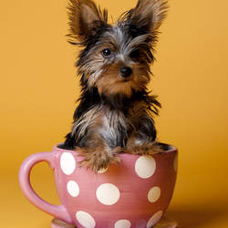 Пазл: Кружечка