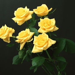 Пазл: Желтые розы