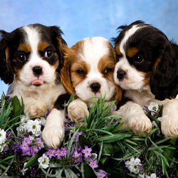 Пазл: Малыши