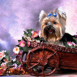 Пазл: Красотка в цветах