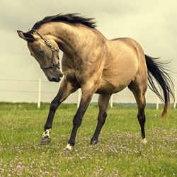 Пазл: Лошадь