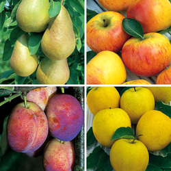 Пазл: Фрукты