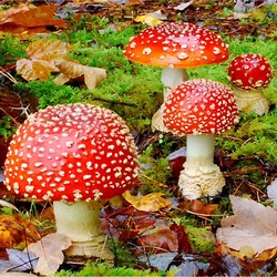 Пазл: Мухоморы