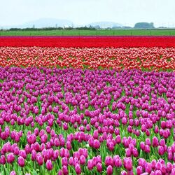 Пазл: Тюльпаны Голландии
