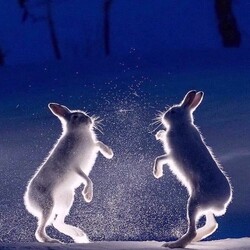 Пазл: Зайцы танцуют