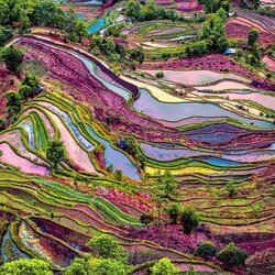 Пазл: Рисовые поля в Китае