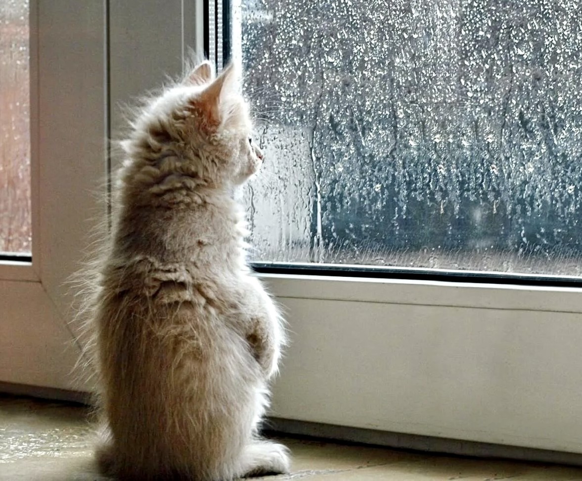 Дождь за окном. Дождливое утро. Котенок ждет у окна. Котик ждет.