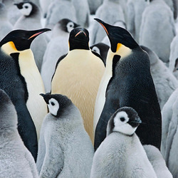 Пазл: Императорские пингвины