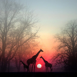 Пазл: Жирафы на закате