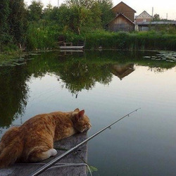 Пазл: С утра сидит на озере любитель-рыболов