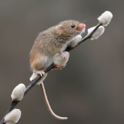Пазл: Мышь на вербе