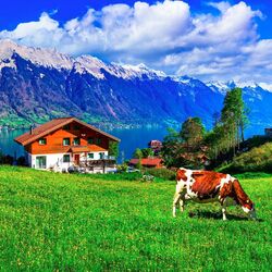 Пазл: Альпийская коровка