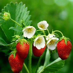 Пазл: Клубника