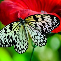 Пазл: Бабочка