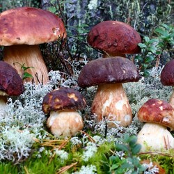 Пазл: Семейка