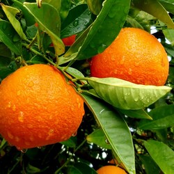 Пазл: Апельсины