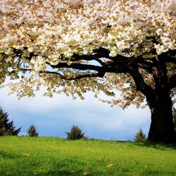 Пазл: В цвету