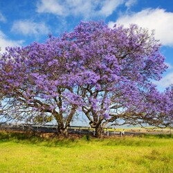 Пазл:  Жакаранда