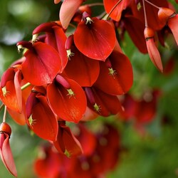 Пазл: Эритрина петушиный гребень