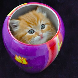 Пазл: Пушистый Диоген