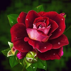 Пазл: Красная роза