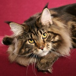 Пазл: Кошарка