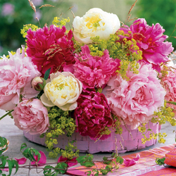 Пазл: Пионы