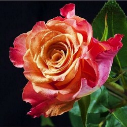 Пазл: Прекрасная роза