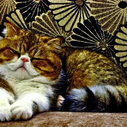 Пазл: Дремлющий котик