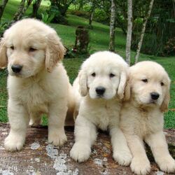 Пазл: Дружная троица