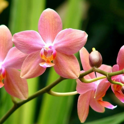 Пазл: Орхидеи