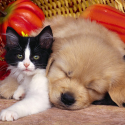 Пазл: Друзья не разлей вода